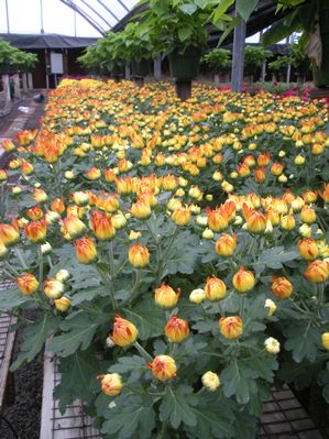 Florist Mums
