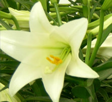 White Lily