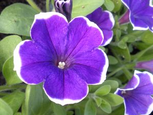Petunia 'Rhythm amd Blues'