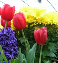 Williams Plant Farm, Inc.