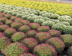 Garden Mums