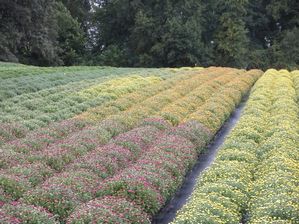 Garden Mums 2