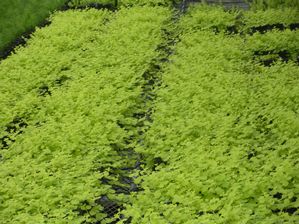 Creeping Jenny