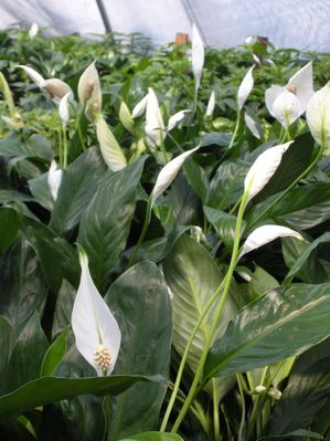 Peace Lilies