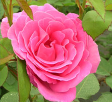 Pink Flower