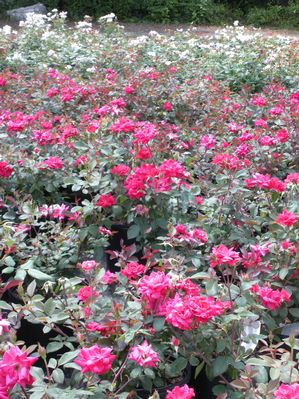 Knockout Roses